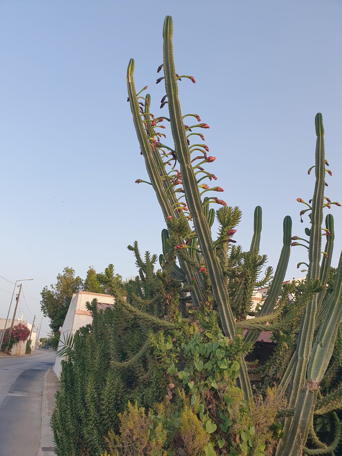 Cacti at dusk
