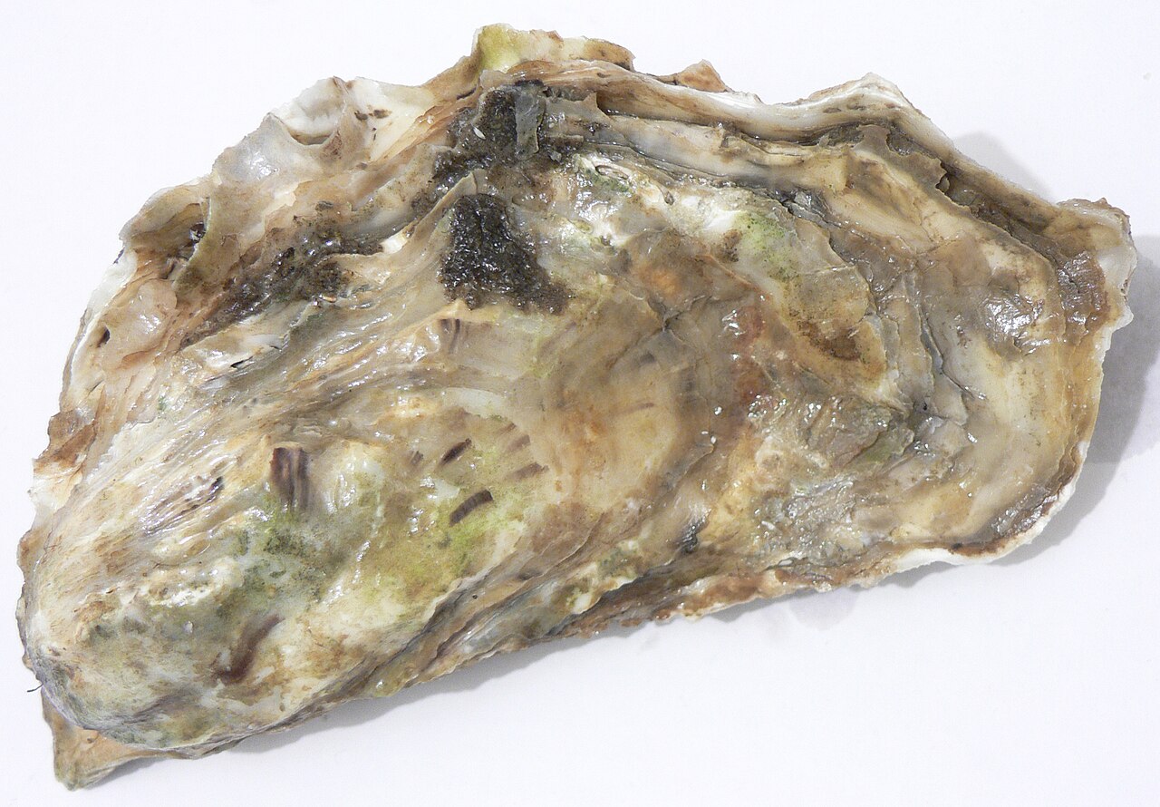 Oysters at the Ria